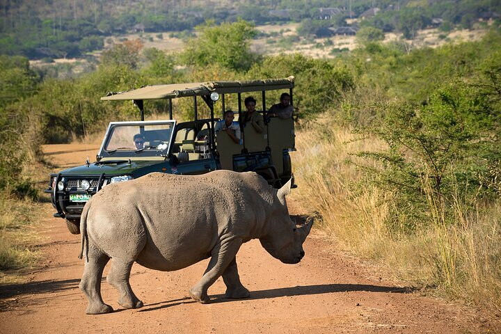 3-Hour Safari Tour in Pilanesberg National Park - Photo 1 of 12